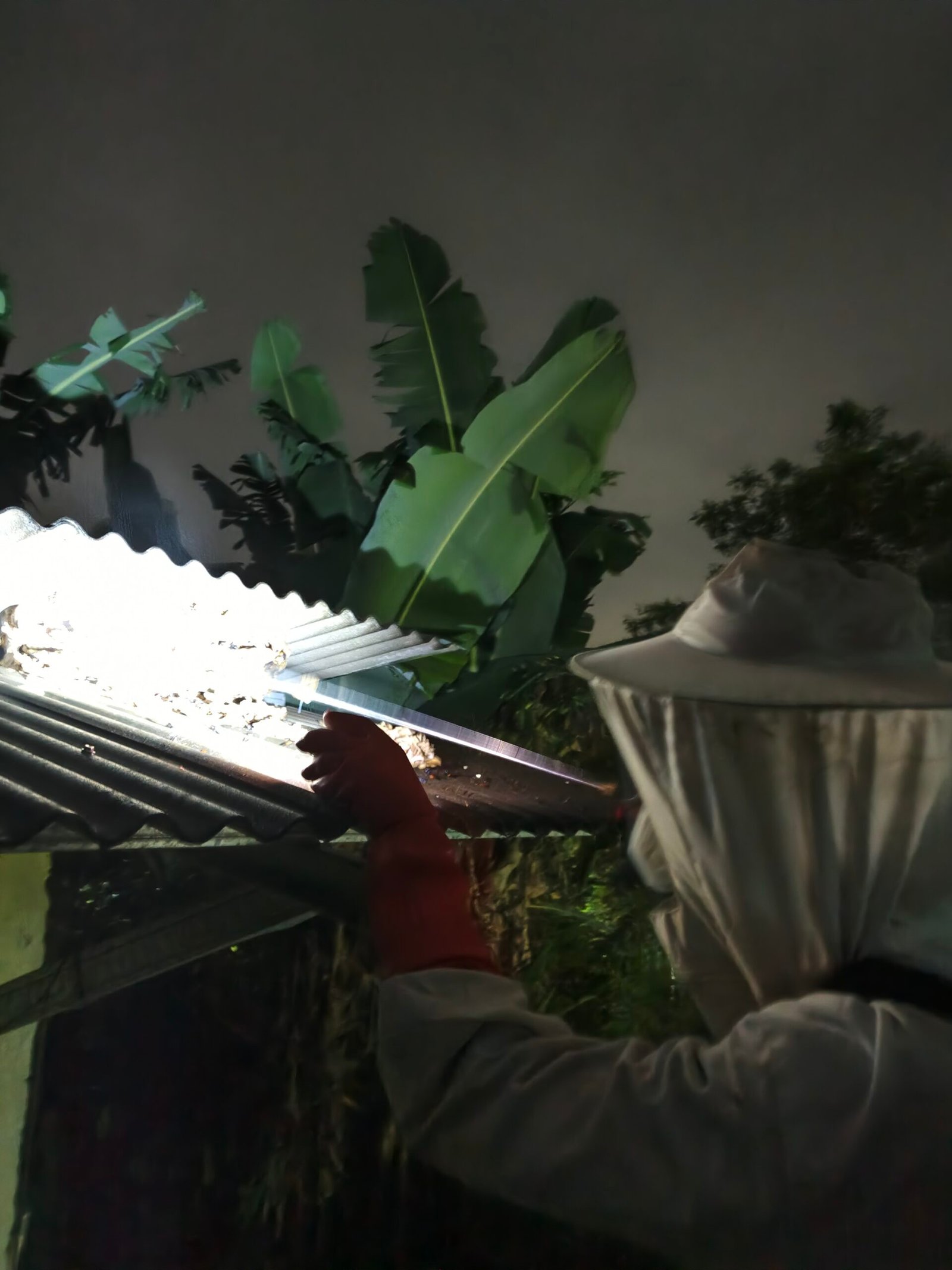 Jasa Pembasmi Tawon Harga Terjangkau