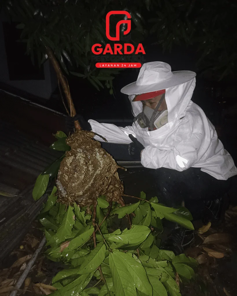 Jasa Semprot Sarang Tawon Di Banyumas Ahli Berpengalaman Cepat