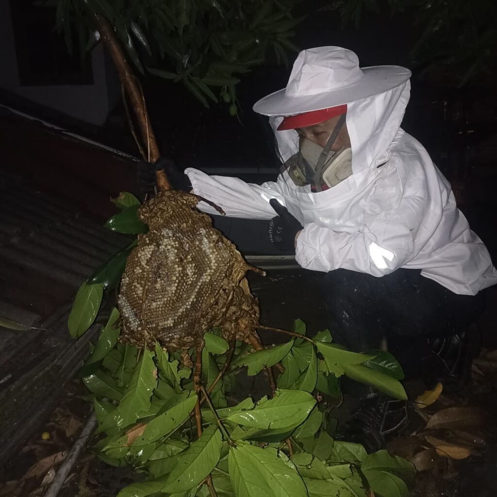 Jasa Pembasmi Tawon di Pohon
